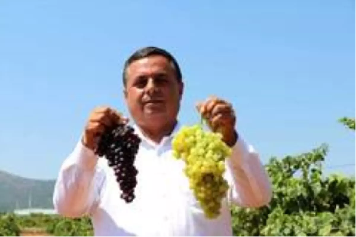 Üzüm satamayan belediye başkanı isyan etti