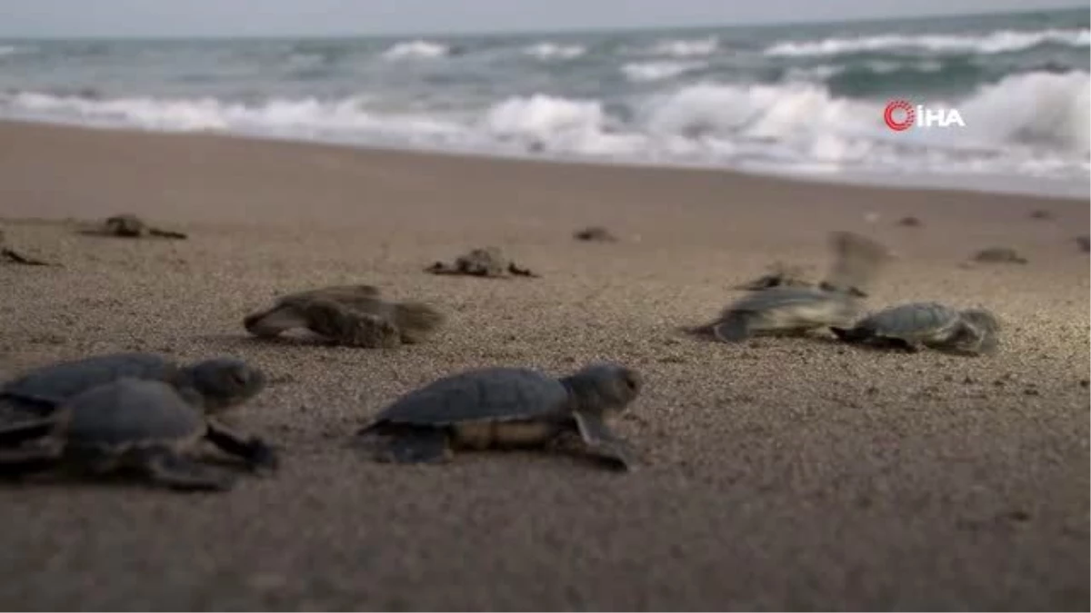 Yavru kaplumbağalar Akyatan Sahili\'nde denizle buluştu