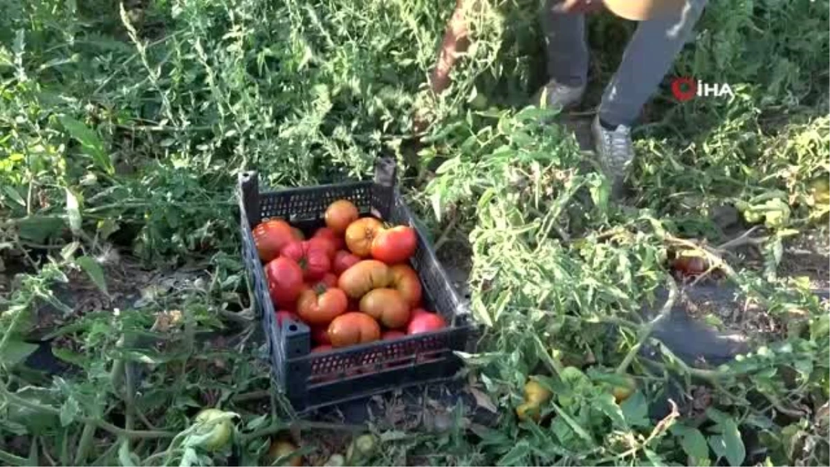 65 yaşındaki Felemez Dede günde 3 ton sebze pazarlıyor