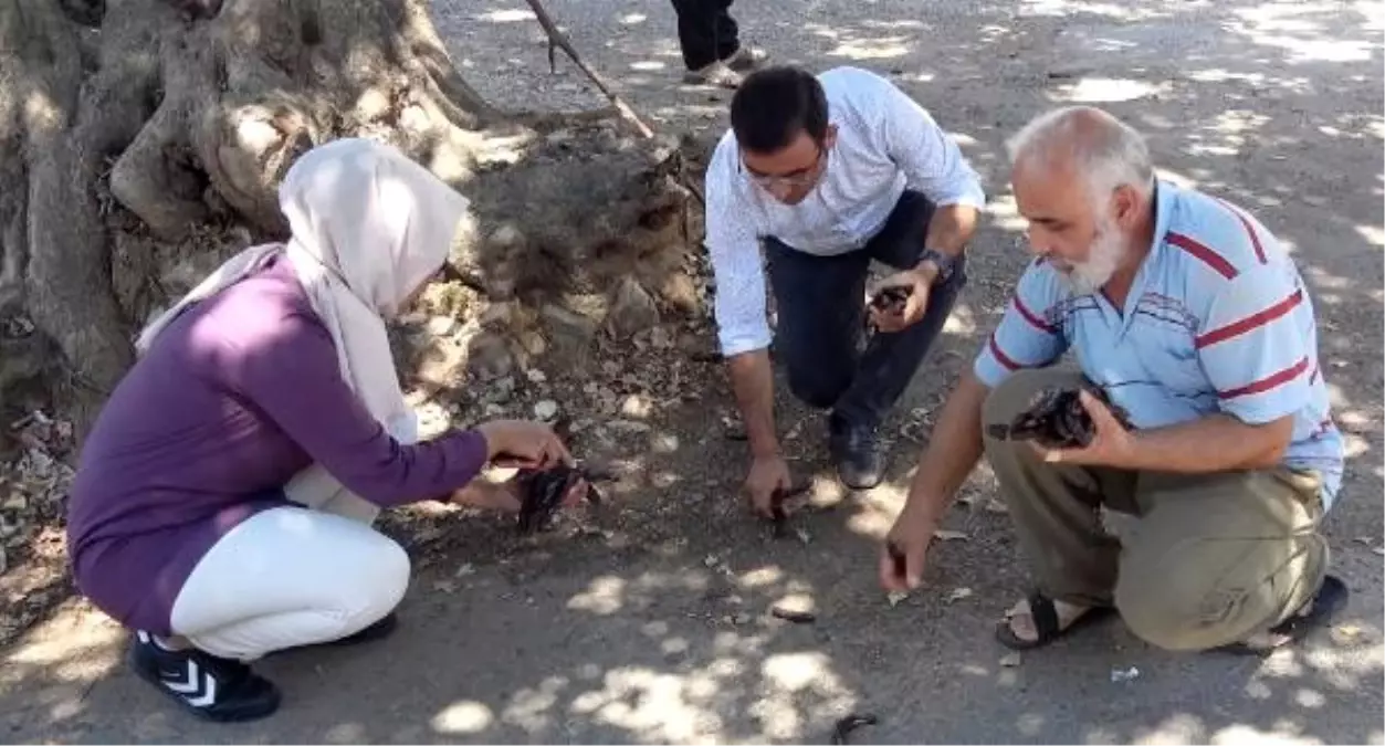 Alanyalı üretici keçiboynuzunda bahçeleşmeye yöneliyor