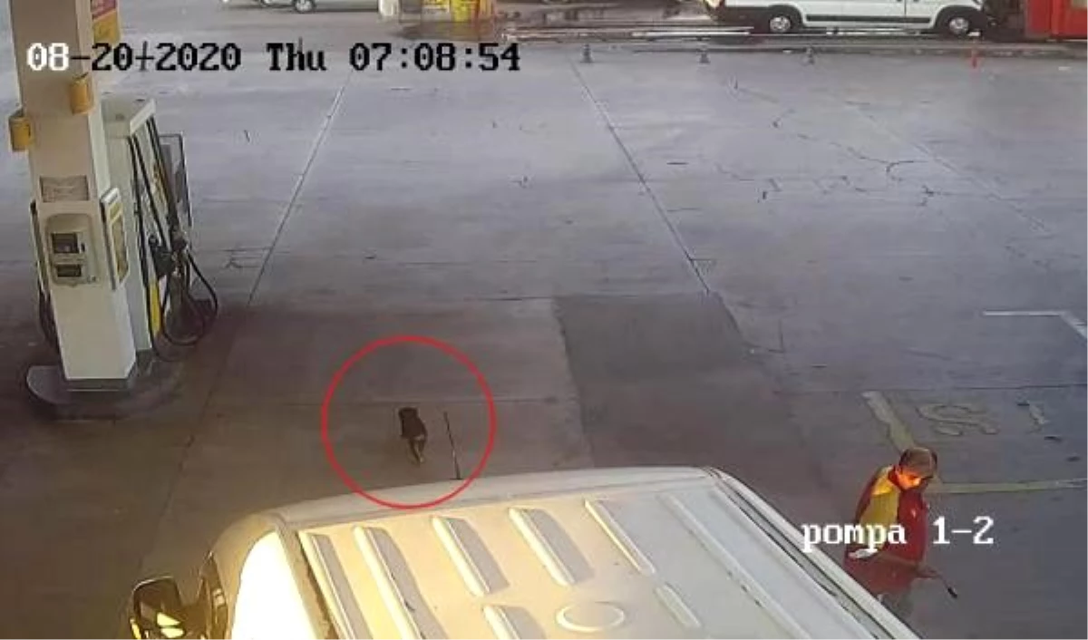 İzmir\'de minibüs şoförü, yavru köpeğe çarpıp kaçtı