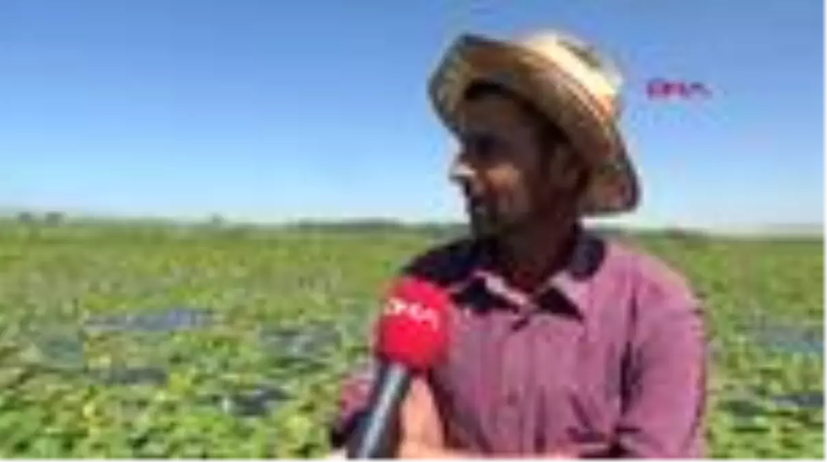 Son dakika haberleri! KONYA BEYŞEHİR GÖLÜ\'NDE NİLÜFER BAHÇESİ GÖRSEL ŞÖLEN OLUŞTURUYOR