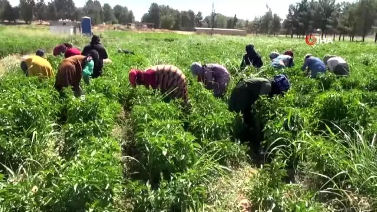 Sınırın sıfır noktasında isot hasadı