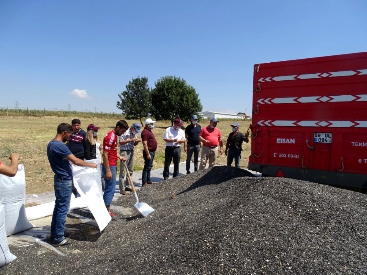 Tekirdağ, ülkenin yüzde 18\'lik Ayçiçeği ihtiyacını tek başına karşılıyor