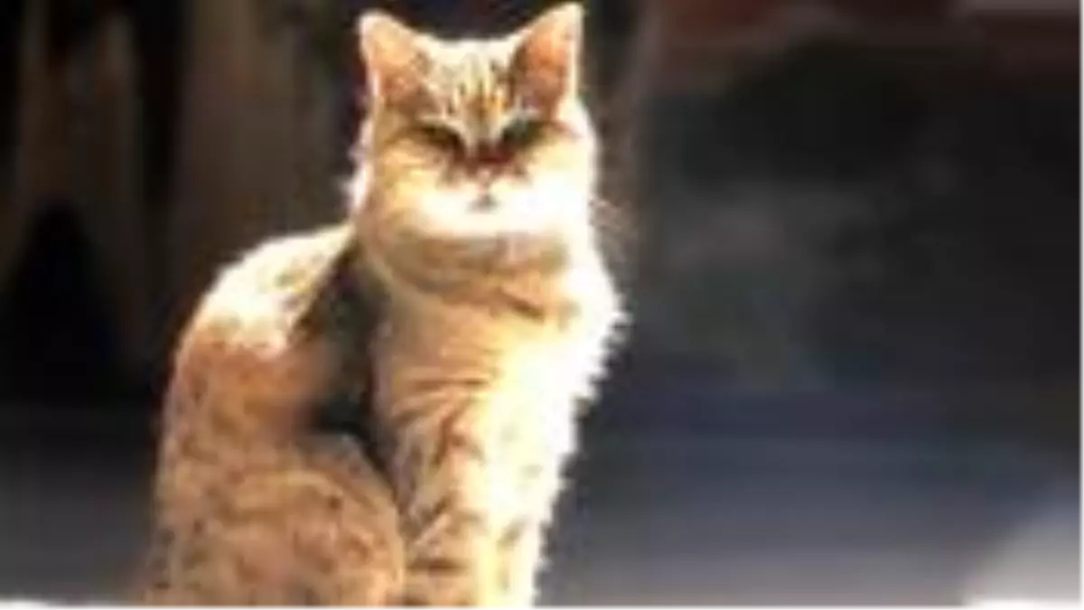 Ayasofya Camii\'nin ünlü kedisi Gli\'ye arkadaş geldi