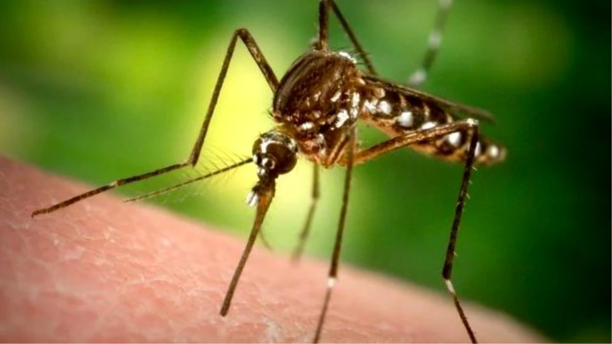 Genetiği değiştirilmiş 750 milyon sivrisinek Florida\'da doğaya salınacak