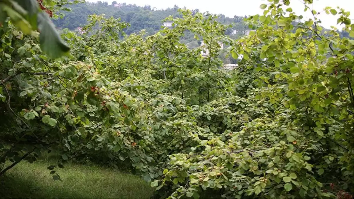 İki ailenin geçim kaynağını acımadan çaldılar! Fındık bahçesinden 1 tonluk vurgun