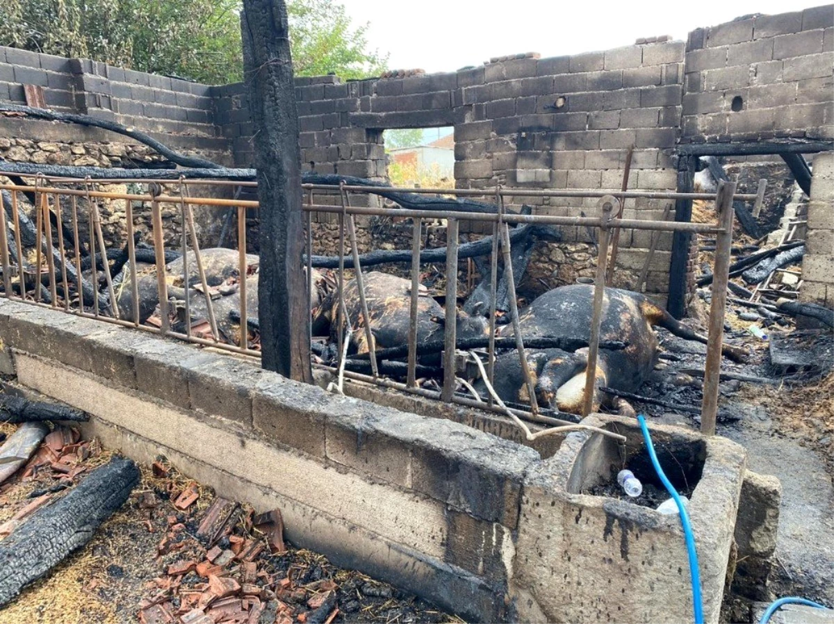 Son Dakika | Mudanya\'da çıkan yangında 6 inek telef oldu