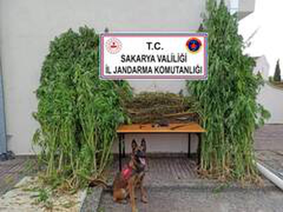 Son dakika haberi! Sakarya\'da 14 günde 29 kilo 85 gram kubar esrar ele geçirildi