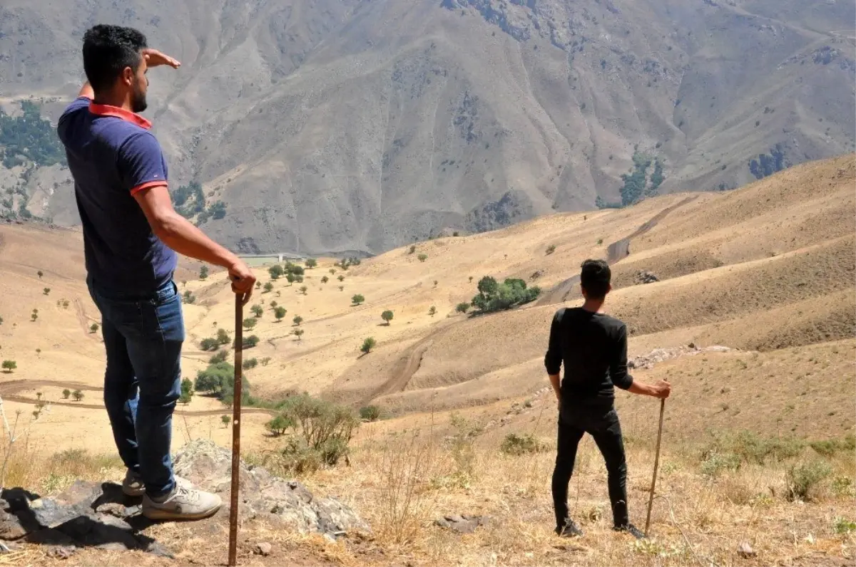 Tek geçim kaynakları olan koyunlarını dağ taş demeden arıyorlar