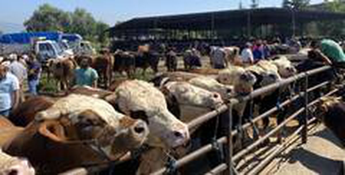 Düzce\'deki hayvan sayısı 88 bin 580 olarak açıklandı