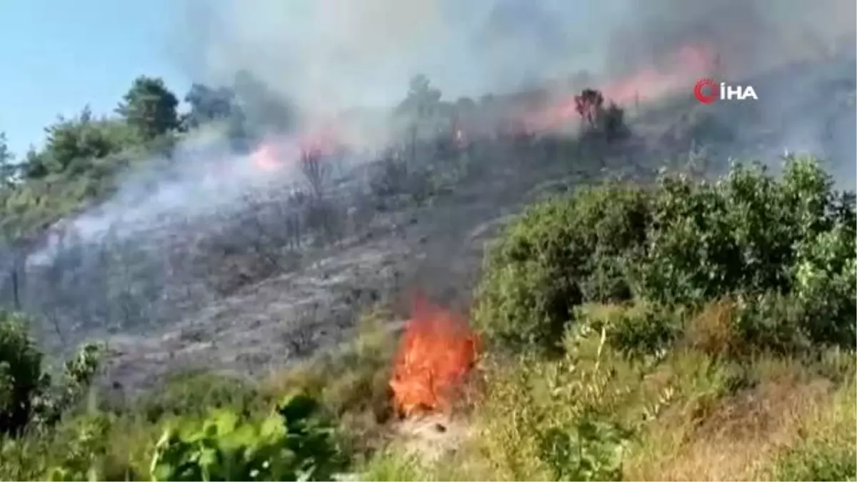 Son dakika haberi: Manavgat\'teki yangın zeytin ağaçlarını yaktı