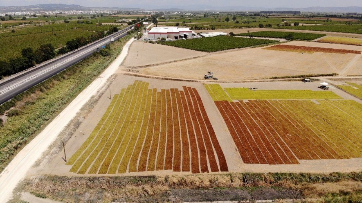 Manisa\'da çekirdeksiz Sultani üzümde kurutma sezonu başladı