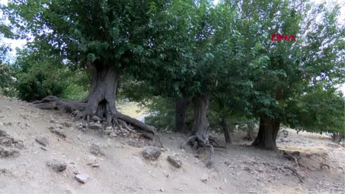 Tunceli\'de \'500 yıllık dut ağaçları\' için tescil isteği