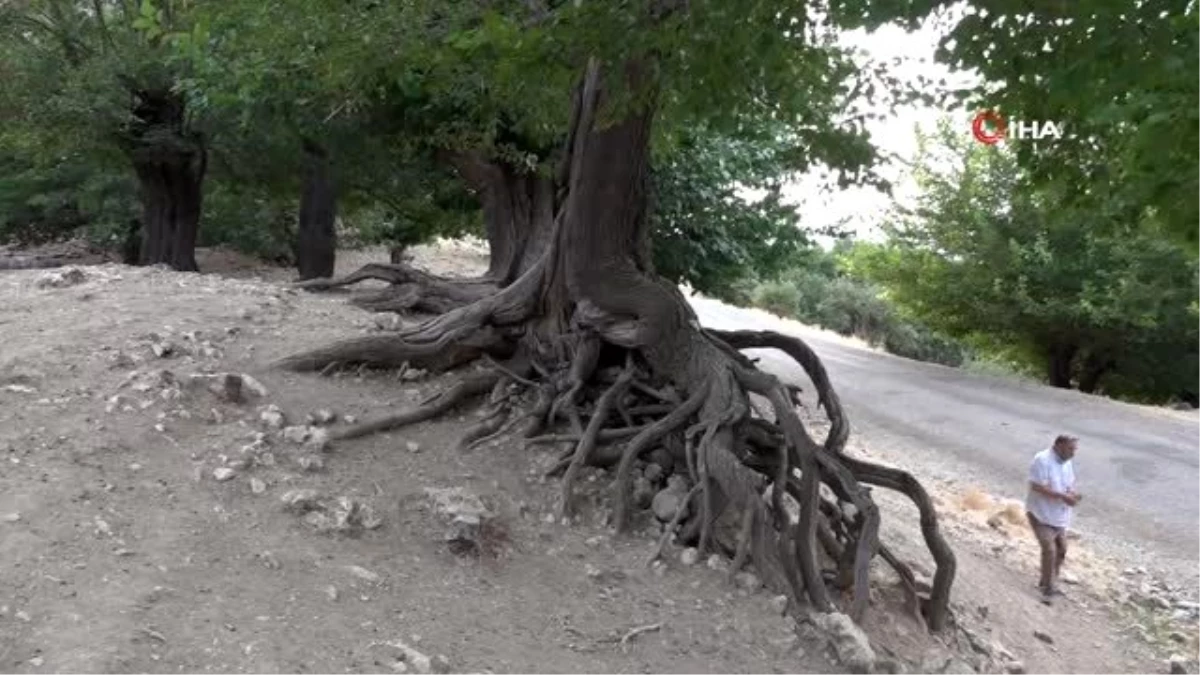 Tunceli\'de asırlık \'Dut ağacı bahçesi\' dikkat çekiyor