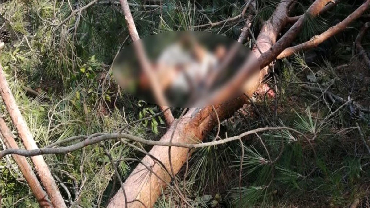 Son dakika haberi... Üzerine ağaç devrilen işçi hayatını kaybetti