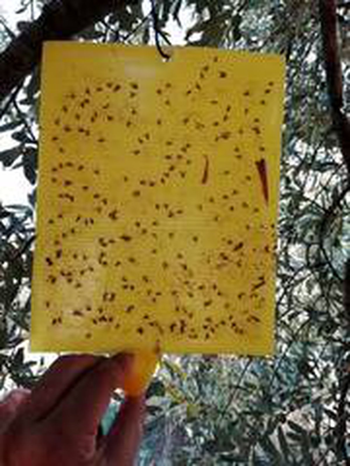 Zeytin sineğine dikkat