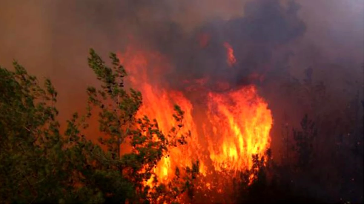 Adana\'daki orman yangınında kundaklama şüphesi