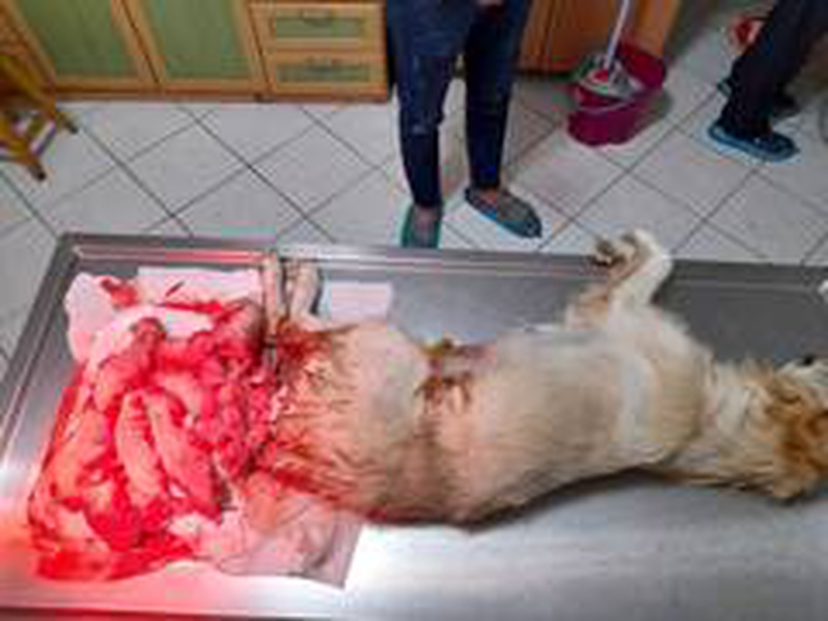 Golden cinsi köpek sezaryen ile 10 yavru doğurdu