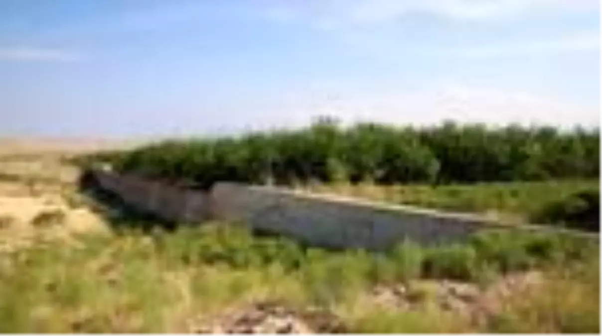 Son dakika haberleri: Iğdır\'da selin getirdiği topraklar ormana dönüştürüldü