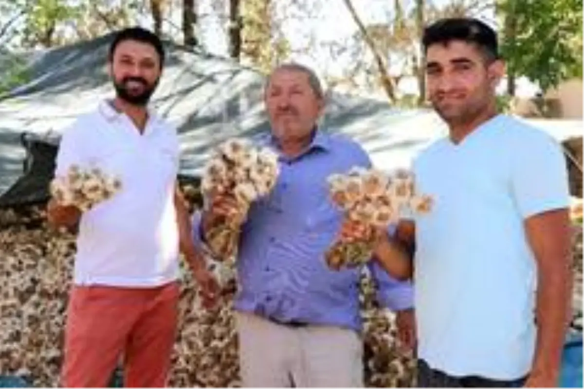 Koronavirüse direnç gösteren sarımsağın ihracatı durduruldu