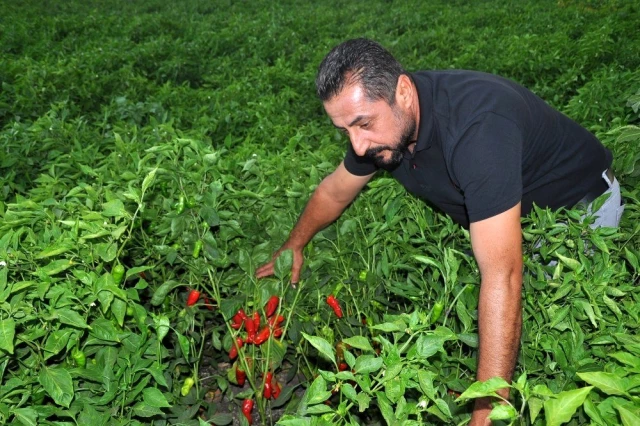 Gaziantep'te alıcılara kızan üretici tonlarca biberi tarlada bıraktı