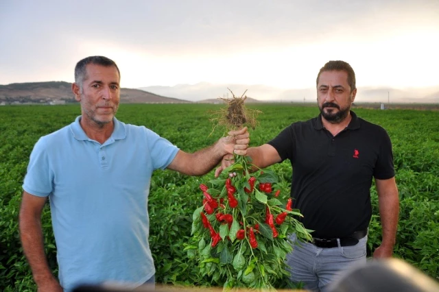 Gaziantep'te alıcılara kızan üretici tonlarca biberi tarlada bıraktı