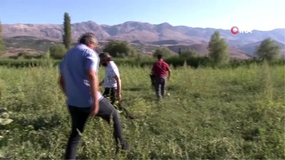Erzincan\'ın bereketli topraklarında üretilen karpuzun hasadı sürüyor