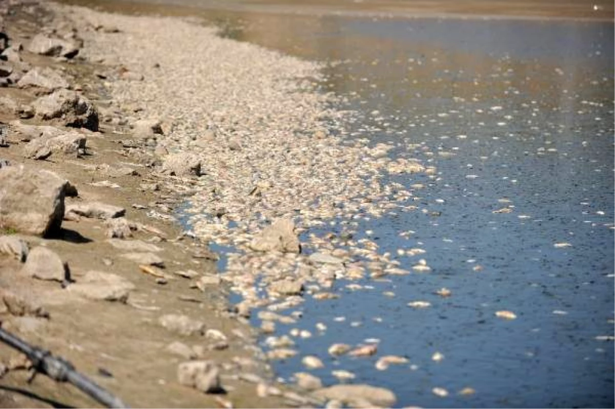 Son Dakika: Hasköy Göleti\'nde binlerce balık ölüsü kıyıya vurdu