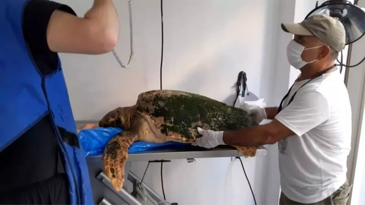 Karaya vuran caretta caretta tedavi altına alındı, kurtaranların ismi verildi