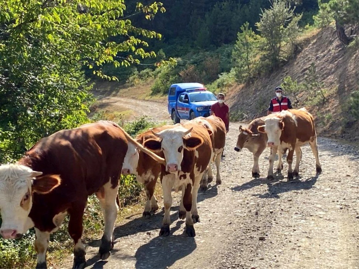 Son dakika haberleri... Kaybolan büyükbaşı ormanda jandarma buldu