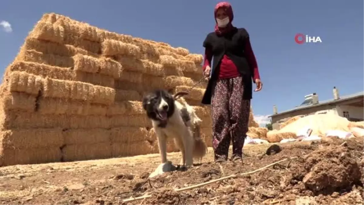 Konya\'da köpeklere şefkatli ve huzurlu yuva