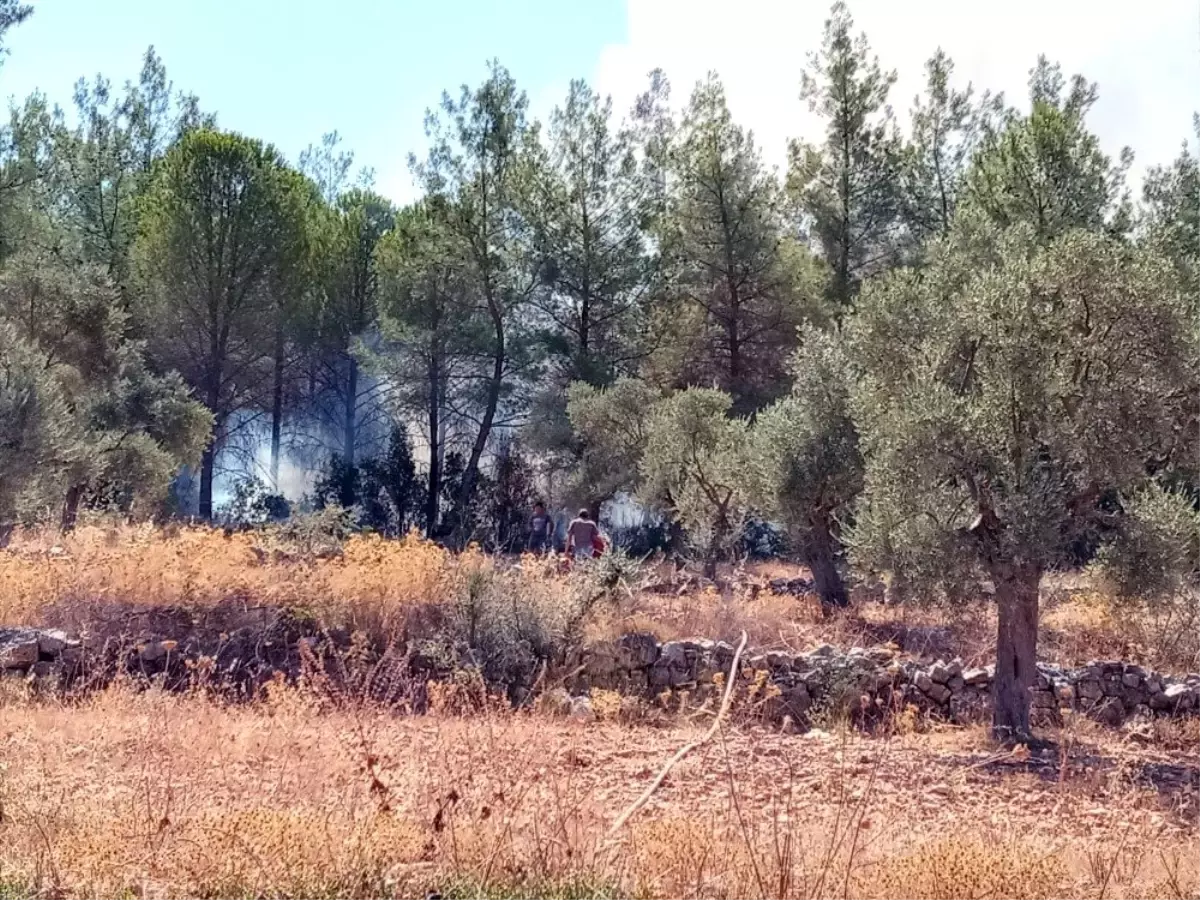 Son Dakika: Milas\'ta orman yangını kısa sürede söndürüldü