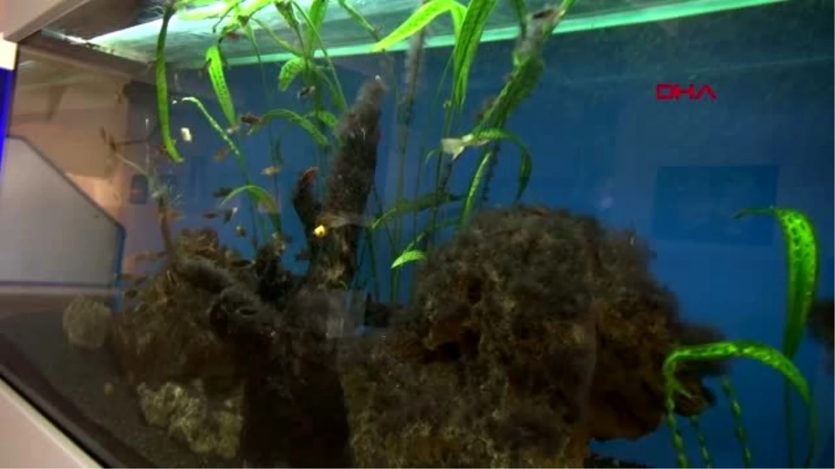 Son dakika haberi | Van YYÜ\'de açılan ünitede su canlıları deneysel çalışmaları yapılıyor