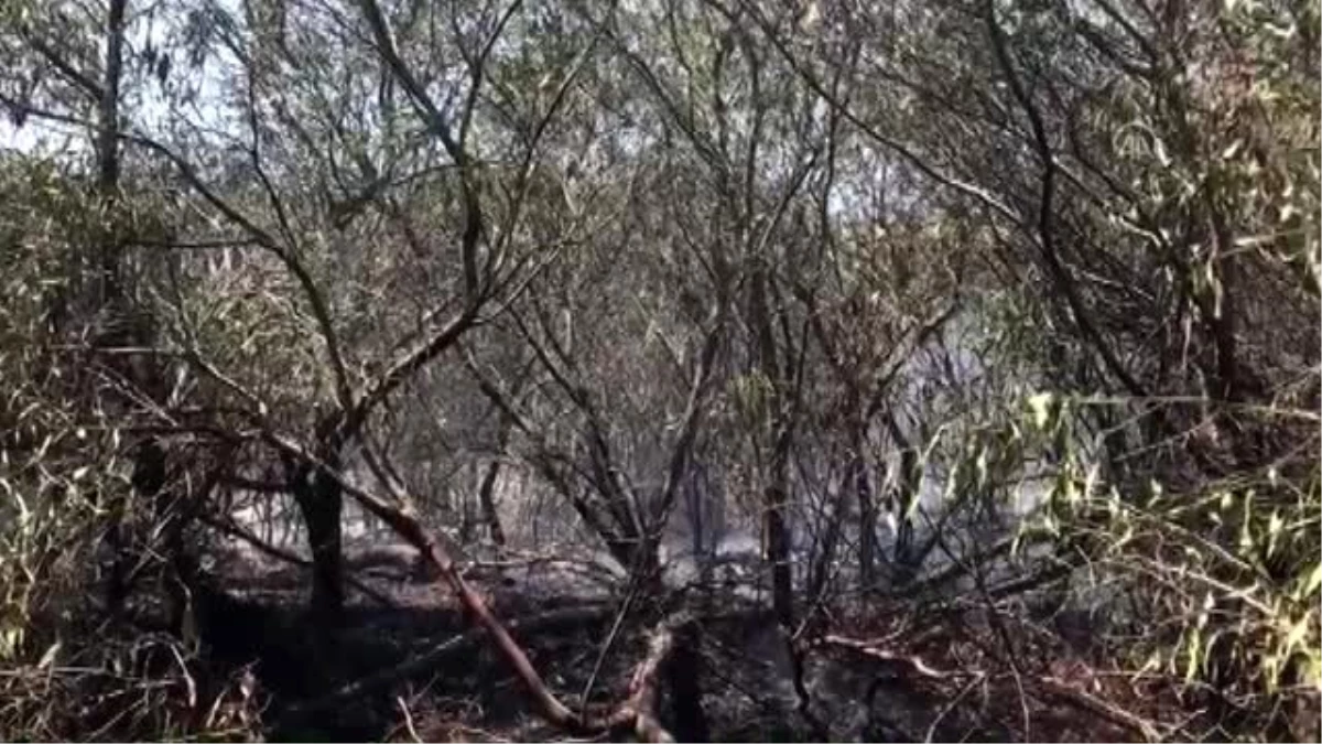 Son dakika... Yangında okaliptüs ağaçlarının da bulunduğu 2 hektarlık alan zarar gördü