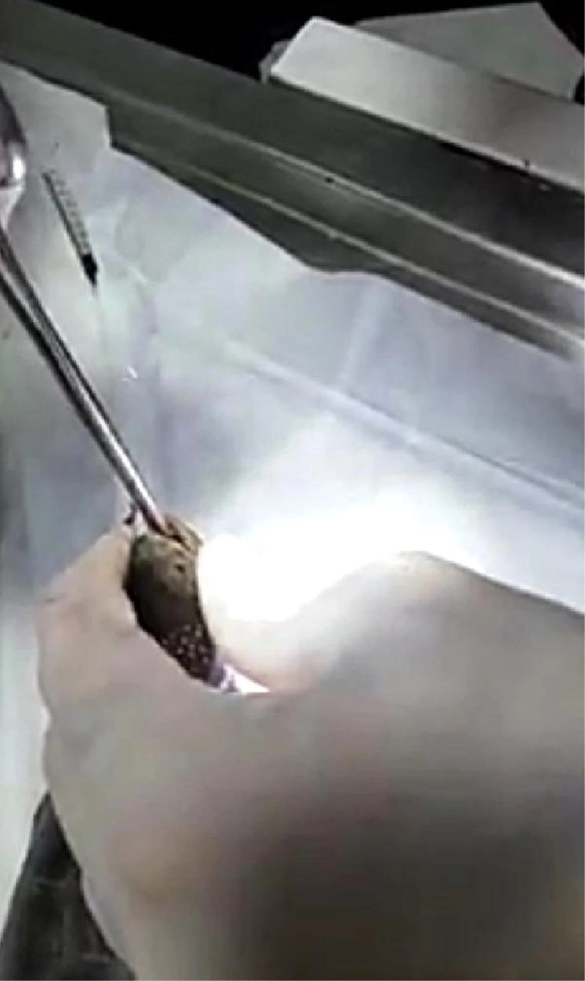 Balıkçıların bulduğu yaralı kaplumbağa, tedavi edildi