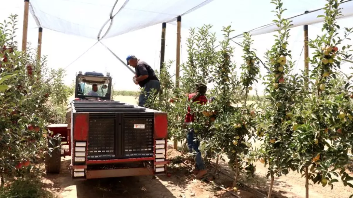 Elmadaki verim ve kalite üreticinin yüzünü güldürüyor