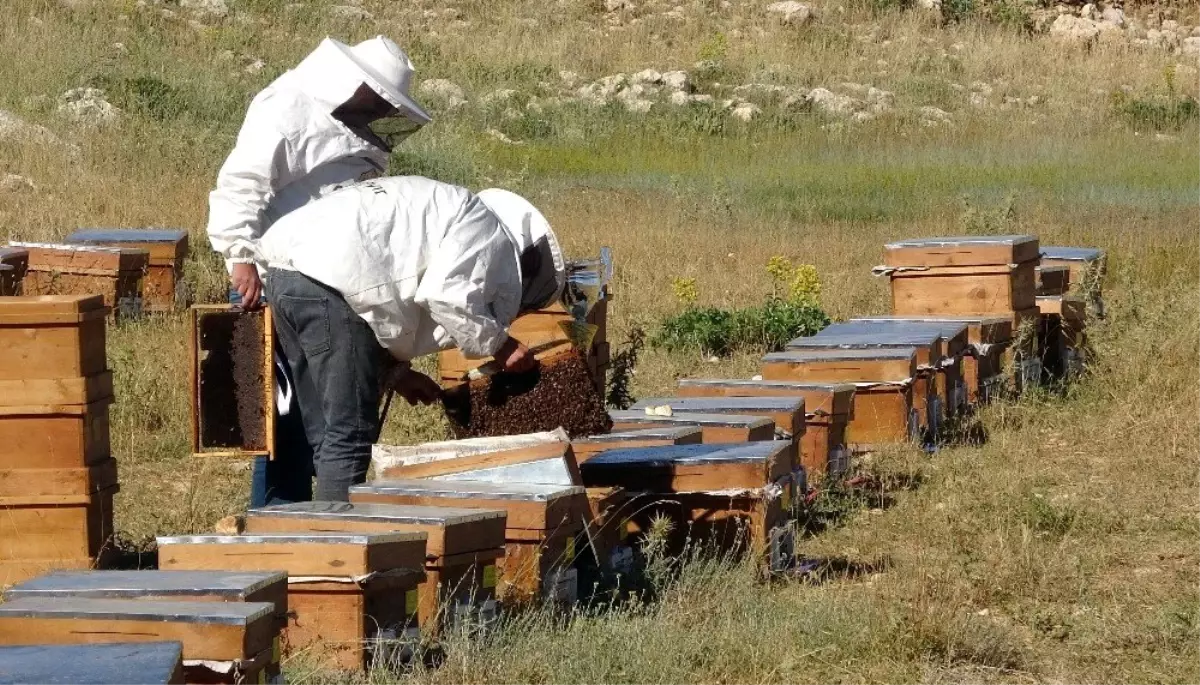 Erzincan\'da arıcıların bal sağım mesaisi başladı