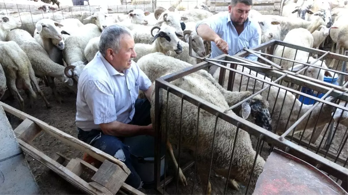 Dünyaca ünlü ezine peynirinin sırrı bu bölgede yetişen hayvanların sütünde gizli