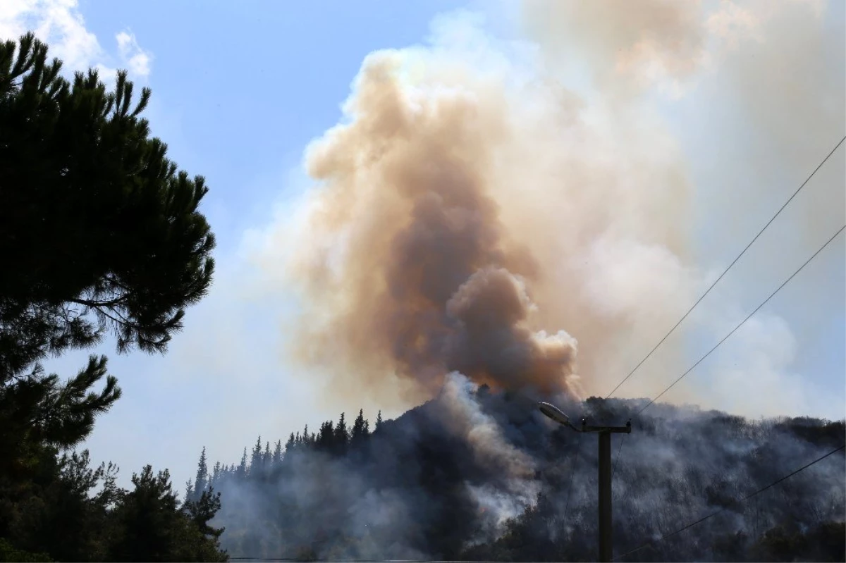 Son dakika haber... Kocaeli\'deki orman yangını ile ilgili 1 kişi gözaltına alındı