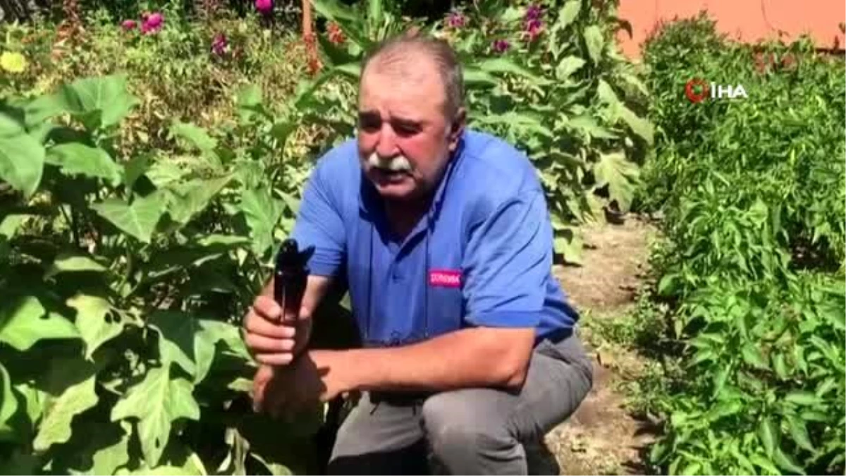 Son dakika haberleri! 5 parmaklı patlıcan görenleri şaşırtıyor