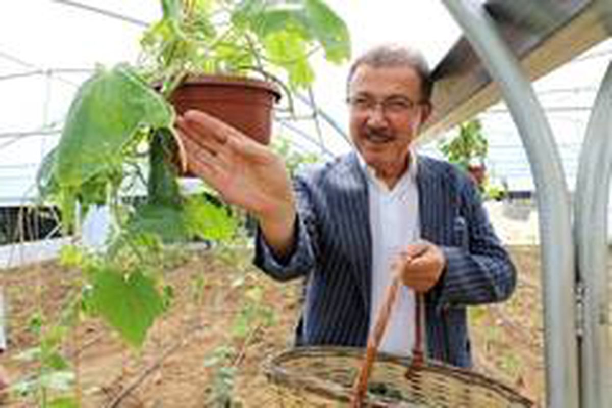 Eyüpsultan\'da serada ilk hasat yapıldı