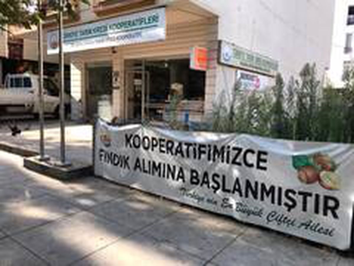 Kooperatif fındık alımına başlıyor