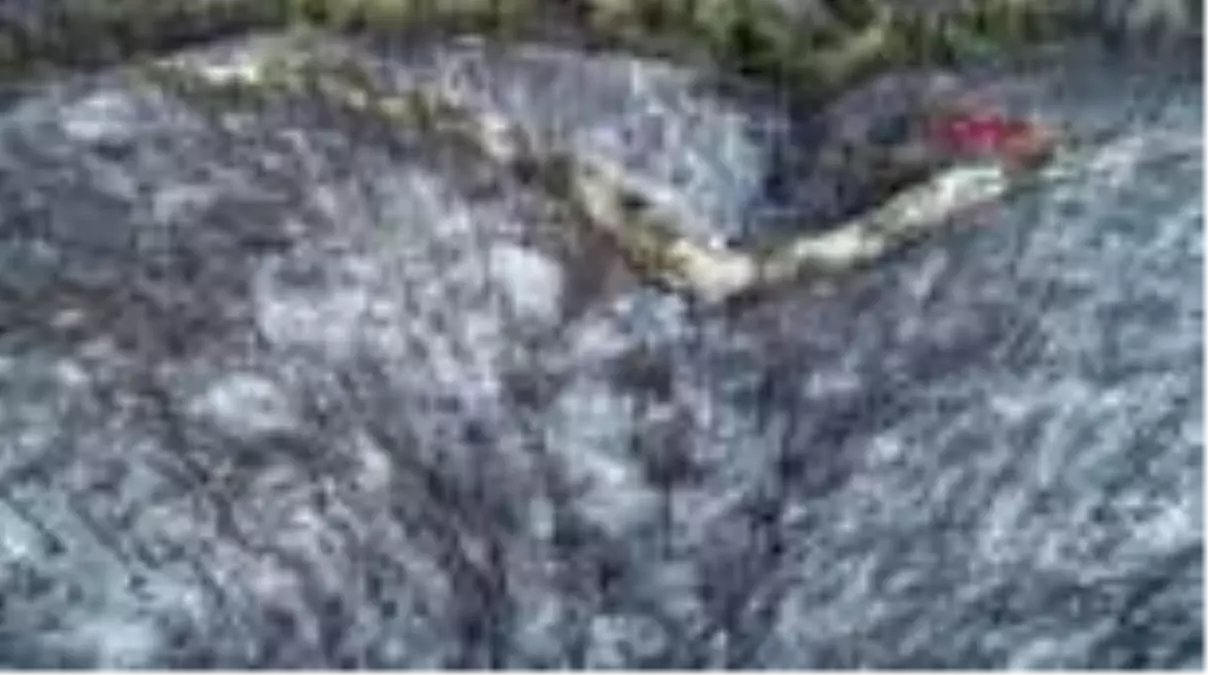 Son dakika haberleri! Kozan\'daki yangında 280 futbol sahası büyüklüğündeki orman ve tarla kül oldu