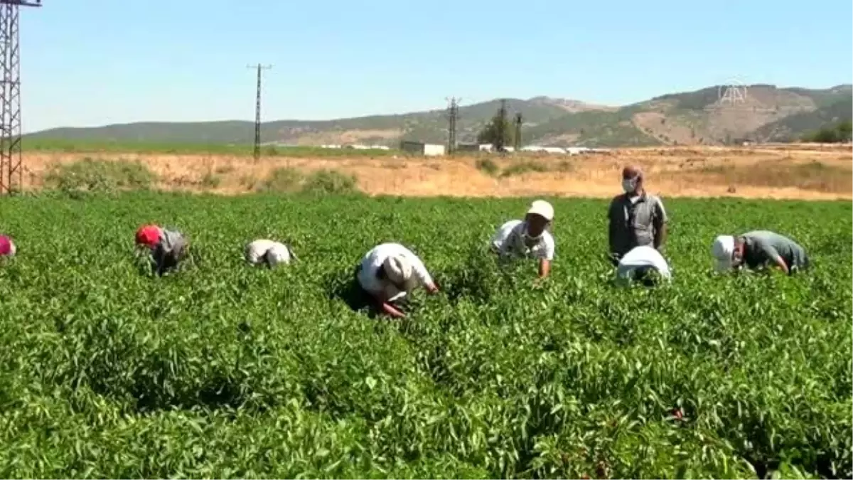 İslahiye\'de kırmızı biber üreticilerinin sorunları görüşüldü