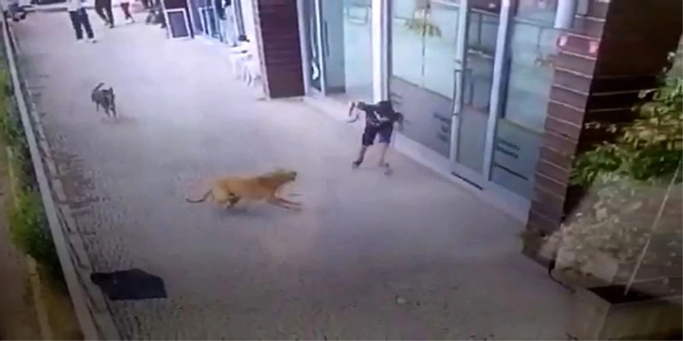 Son dakika... İstanbul\'da küçük çocuğa köpek saldırısı kamerada