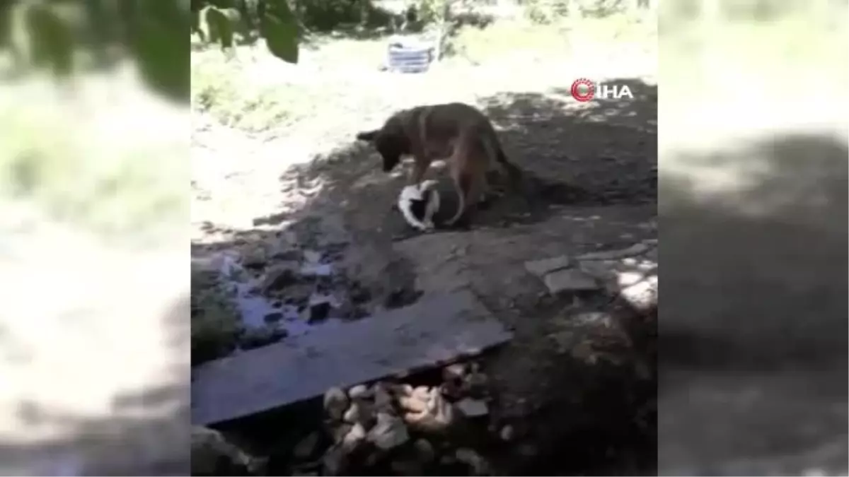 Köpekle kazın dostluğu