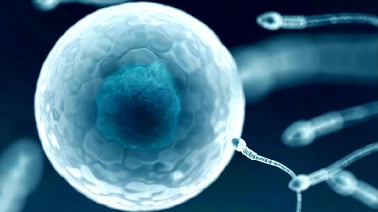 Koronavirüs hastalarında sperm düşüklüğü ve kısırlık tespit edildi
