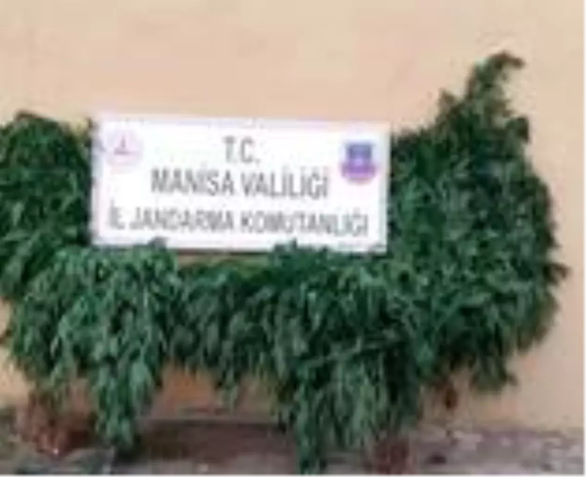 Son dakika haberleri: Manisa\'da 650 kök kenevir ele geçirildi