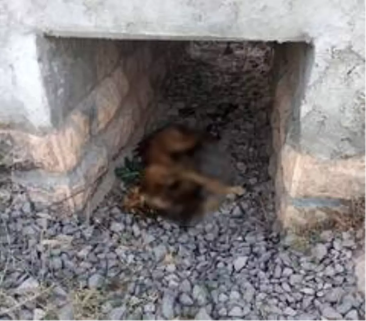 Sokak köpeği ayakları bağlı şekilde ölü bulundu